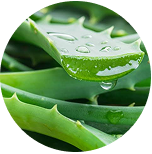 Green Tea Leaf